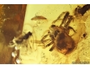 Spider Araneae and Wasp Hymenoptera. Fossil inclusions Baltic amber #13657