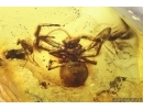 Spider Araneae and Wasp Hymenoptera. Fossil inclusions Baltic amber #13657