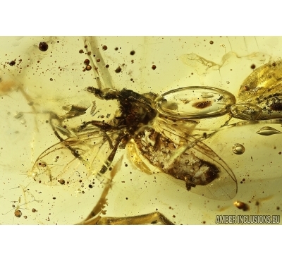 Rare March fly Bibionomorpha. Fossil insect in Baltic amber #13658