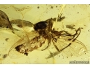 Rare March fly Bibionomorpha. Fossil insect in Baltic amber #13658