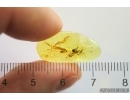 Rare March fly Bibionomorpha. Fossil insect in Baltic amber #13658