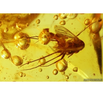 Nice Fungus gnat Mycetophilidae with Air Bubbles. Fossil insect Baltic amber #13661