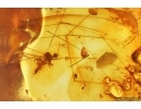 Crane fly Limoniinae Elephantomyia Fossil insect in Baltic amber stone #13663