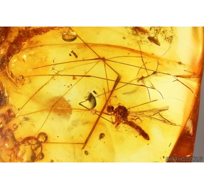 Crane fly Limoniinae Elephantomyia Fossil insect in Baltic amber stone #13663