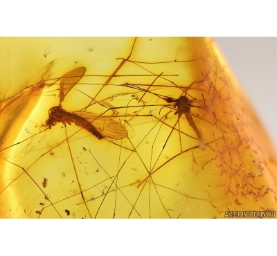 Two Crane flies Limoniidae. Fossil insects in Baltic amber #13664