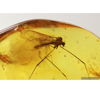 Nice Crane fly Limoniidae. Fossil insect in Baltic amber #13665