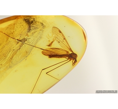 Nice Crane fly Limoniidae. Fossil insect in Baltic amber #13666