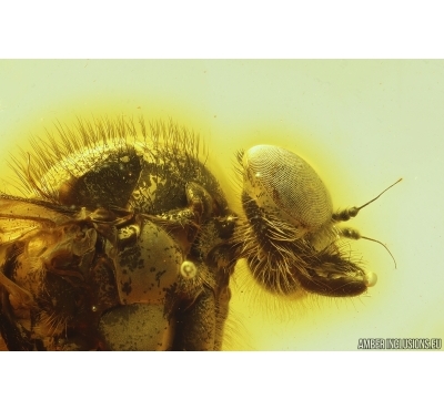 Very Nice Snipe Fly Rhagionidae. Fossil insect in Baltic amber #13667