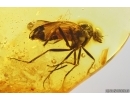 Very Nice Snipe Fly Rhagionidae. Fossil insect in Baltic amber #13667