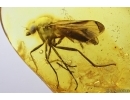 Very Nice Snipe Fly Rhagionidae. Fossil insect in Baltic amber #13667