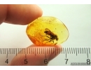 Very Nice Snipe Fly Rhagionidae. Fossil insect in Baltic amber #13667