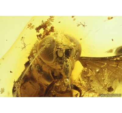 Nice Hover Fly Syrphidae. Fossil inclusion in Baltic amber #13668