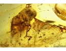 Nice Hover Fly Syrphidae. Fossil inclusion in Baltic amber #13668