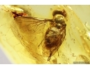 Nice Hover Fly Syrphidae. Fossil inclusion in Baltic amber #13668