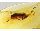 Rare Bug Heteroptera. Fossil insect Baltic amber #13672