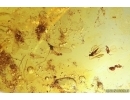 Rare Bug Heteroptera, Bristletail and Midges. Fossil inclusions Baltic amber #13675