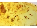 Rare Bug Heteroptera, Bristletail and Midges. Fossil inclusions Baltic amber #13675