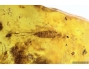 Rare Bug Heteroptera, Bristletail and Midges. Fossil inclusions Baltic amber #13675