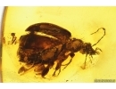 Ground beetle Carabidae. Fossil insect in Baltic amber #13676