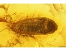 Click beetle Elateroidea and More. Fossil insects in Baltic amber #13678