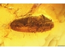 Click beetle Elateroidea and More. Fossil insects in Baltic amber #13678