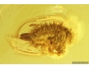 Nice Millipede Polyxenidae and Moth Fly Psychodidae. Fossil inclusions Baltic amber #13679