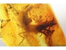 Rare Adult Earwig Dermaptera. Fossil insect in Baltic amber stone #13680