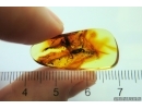 Rare Adult Earwig Dermaptera. Fossil insect in Baltic amber stone #13680