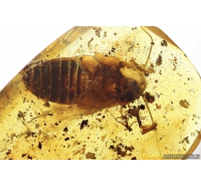 Big 14mm Cockroach Blattaria, Plant and Amber piece inside. Fossil inclusions Baltic amber #13683