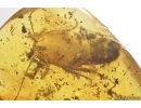 Big 14mm Cockroach Blattaria, Plant and Amber piece inside. Fossil inclusions Baltic amber #13683