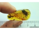 Big 14mm Cockroach Blattaria, Plant and Amber piece inside. Fossil inclusions Baltic amber #13683