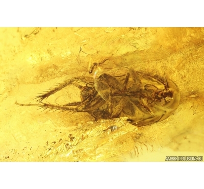 Cockroach Blattaria, Caddisfly and Rare Lichen. Fossil inclusions Baltic amber #13684