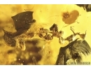 Cockroach Blattaria, Caddisfly and Rare Lichen. Fossil inclusions Baltic amber #13684