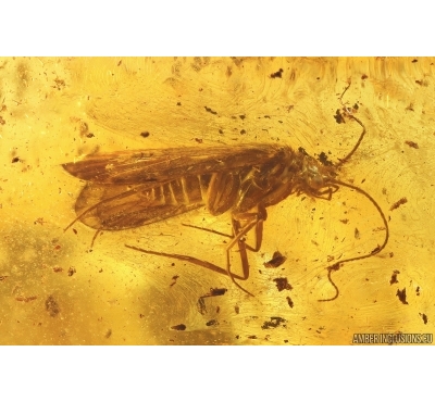 Nice Caddisfly Trichoptera. Fossil insect in Ukrainian Rovno amber #13686R