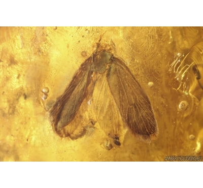 Moth Lepidoptera with Eggs. Fossil inclusions Ukrainian Rovno amber #13687R