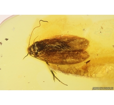 Moth Lepidoptera. Fossil inclusion in Baltic amber #13689