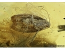 Moth Lepidoptera. Fossil inclusion in Baltic amber #13689