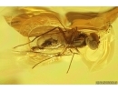 Nice Parasitic wasp Hymenoptera Mymarommatidae and Long-legged fly Dolichopodidae. Fossil inclusions Baltic ambe #13690