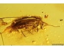 Ant-like flower beetle Anthicidae and More. Fossil insects Baltic amber #13692