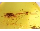 Ant-like flower beetle Anthicidae and More. Fossil insects Baltic amber #13692