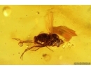 Ant-like flower beetle Anthicidae and More. Fossil insects Baltic amber #13692