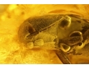 Rare False Click Beetle, Elateroidea, Eucnemidae and More. Fossil insects Ukrainian Rovno  amber #13693R