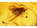 Rare Rove beetle Staphylinoidea Ptiliidae, Ants and More. Fossil inclusions Baltic amber #13695