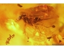 Rare Rove beetle Staphylinoidea Ptiliidae, Ants and More. Fossil inclusions Baltic amber #13695