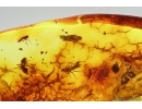 Rare Rove beetle Staphylinoidea Ptiliidae, Ants and More. Fossil inclusions Baltic amber #13695