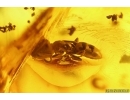 Rare Rove beetle Staphylinoidea Ptiliidae, Ants and More. Fossil inclusions Baltic amber #13695