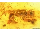 Nice Wasp Hymenoptera. Fossil insect Baltic amber #13703