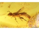 Nice Wasp Hymenoptera and More Fossil inclusions Baltic amber #13704