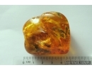 Spider Araneae. Fossil inclusion in Big 43g Ukrainian Rovno amber stone #13709R