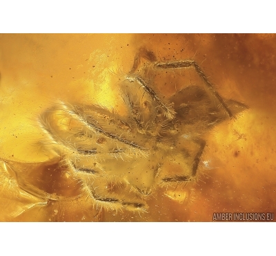 Nice Spider Araneae and Ant Hymenoptera. Fossil inclusions in Very Big 100g Ukrainian Rovno amber stone #13711R